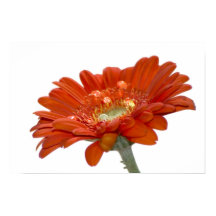 Orange Daisy Gerbera Blume
