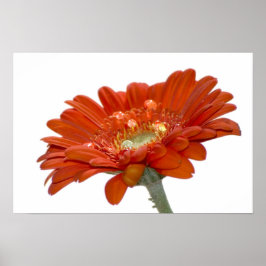 Orange Daisy Gerbera Blume Poster
