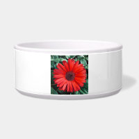 Orange Daisy Keramik Pet Bowl