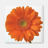 Orange Daisy Magnet (Vorne)