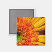 Orange Daisy Magnet (Vorderseite/Rückseite)