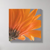Orange Daisy on Gray Leinwanddruck (Vorderseite)