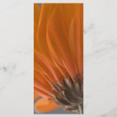 Orange Daisy on Gray Wedding Program Programm (Rückseite)