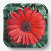 Orange Daisy Paper Teller (Vorderseite)