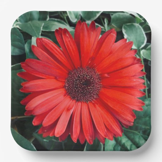 Orange Daisy Paper Teller (Vorderseite)