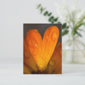 Orange Daisy Petal Herz mit Wassertropfen Foto Postkarte (Stehend Vorderseite)