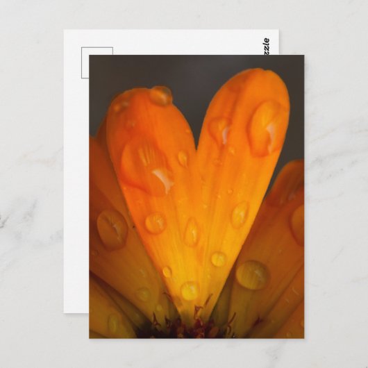 Orange Daisy Petal Herz mit Wassertropfen Foto Postkarte (Vorne/Hinten)