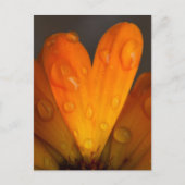 Orange Daisy Petal Herz mit Wassertropfen Foto Postkarte (Vorderseite)