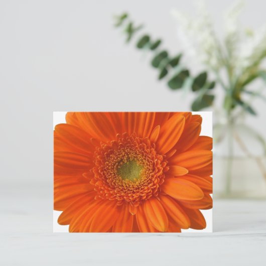 Orange Daisy Postcard Postkarte (Stehend Vorderseite)