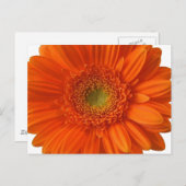 Orange Daisy Postcard Postkarte (Vorne/Hinten)