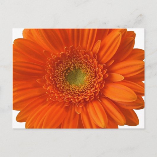 Orange Daisy Postcard Postkarte (Vorderseite)
