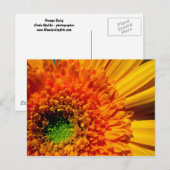Orange Daisy Postcard Postkarte (Vorne/Hinten)