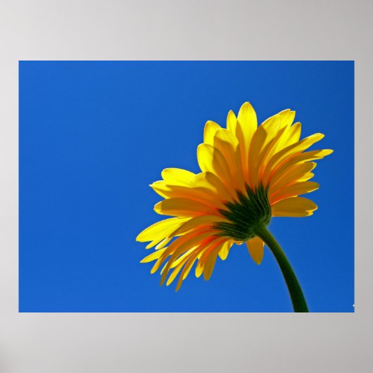 Orange Daisy Poster (Vorne)