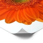 Orange Daisy Poster Print (Ecke)