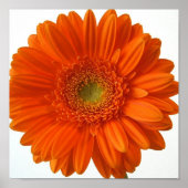 Orange Daisy Poster Print (Vorne)