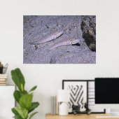 Orange Dash Goby Pair Poster (Heimbüro)