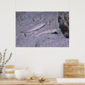 Orange Dash Goby Pair Poster (Küche)