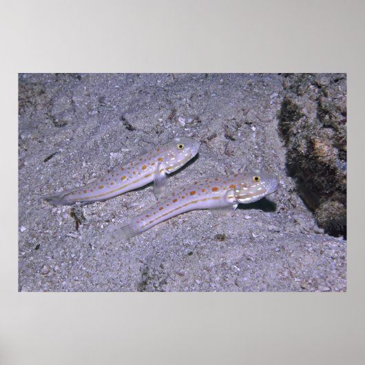 Orange Dash Goby Pair Poster (Vorne)