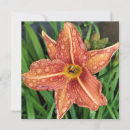 Orange Day Lily Greetings Card Mitteilungskarte