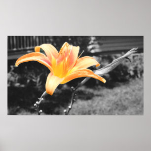 Orange Day Lily Picture Poster