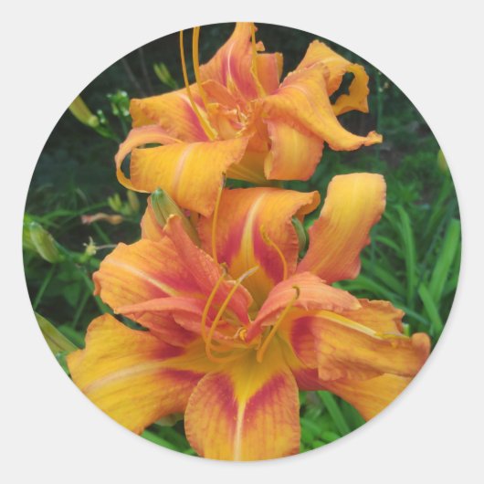 Orange Daylily Blooms Runder Aufkleber (Vorderseite)