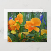 Orange Delight Postkarte (Vorne/Hinten)