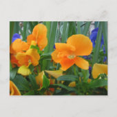 Orange Delight Postkarte (Vorderseite)