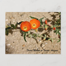 Orange Desert Mallow in Tucson, Arizona Postkarte