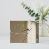 Orange Dragonfly Postkarte (Stehend Vorderseite)