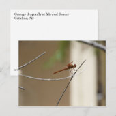 Orange Dragonfly Postkarte (Vorne/Hinten)