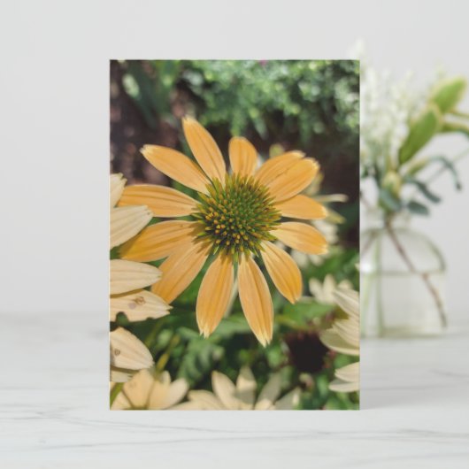 Orange Echinacea Coneflower Blume Blank Card (Stehend Vorderseite)