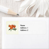 Orange Epidendrum Orchid (Insitu)