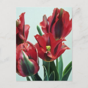 Orange Esperanto (Tulipo Esperanto) Blume Postkarte