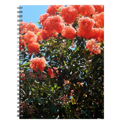 Orange Eukalyptus Blume Tree, Notizblock (Vorderseite)