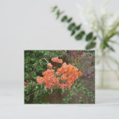 Orange farbige Blume Postkarte (Stehend Vorderseite)