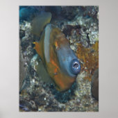 Orange Filefish Poster (Vorne)