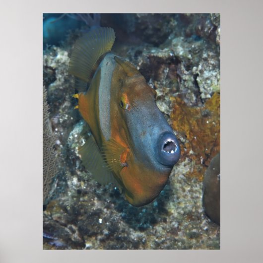 Orange Filefish Poster (Vorne)