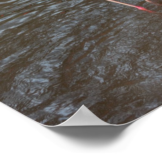 Orange Flamingos Foto Poster (Ecke)