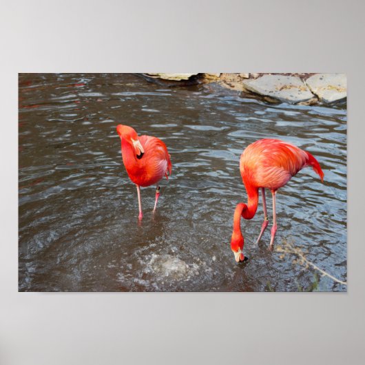 Orange Flamingos Foto Poster (Vorne)