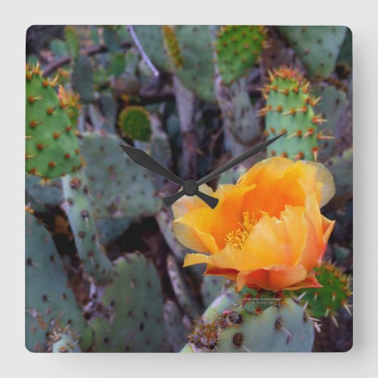 Orange Flowered Prickly Pear Opuntia Cactus Quadratische Wanduhr (Vorderseite)