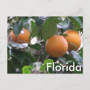 Orange Foto Postkarte