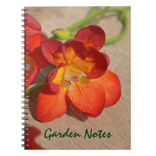 Orange Freesia Blume Notebook Notizblock (Vorderseite)