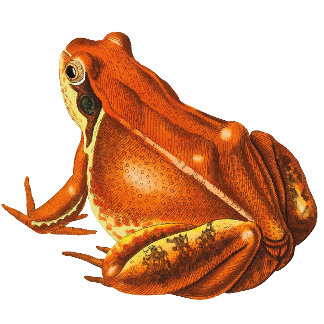 Orange Frog Geschenkpapier