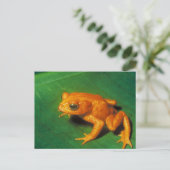 Orange Frog Postkarte (Stehend Vorderseite)