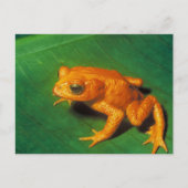Orange Frog Postkarte (Vorderseite)