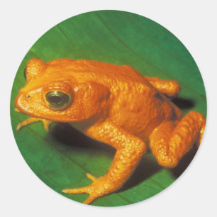 Orange Frog Runder Aufkleber