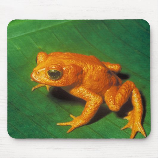 Orange Frosch Mousepad (Vorne)