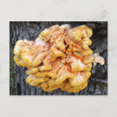 Orange Fungus Postkarte (Vorderseite)