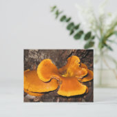 Orange Fungus Postkarte (Stehend Vorderseite)