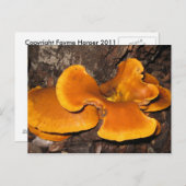 Orange Fungus Postkarte (Vorne/Hinten)